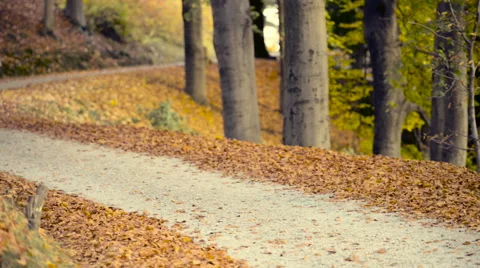 Running at park in autumn Stock Footage 56921211