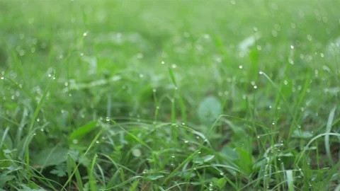 Running past the grass with dew 스톡 동영상 94975712