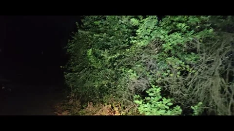 Running on a path in a dark horror forest at night, Empty Road Stock Footage 293016728
