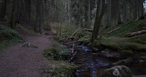 Running path near small stream in forest Video stock 129852346