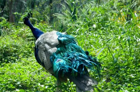 The Running Peacock Stock Photos