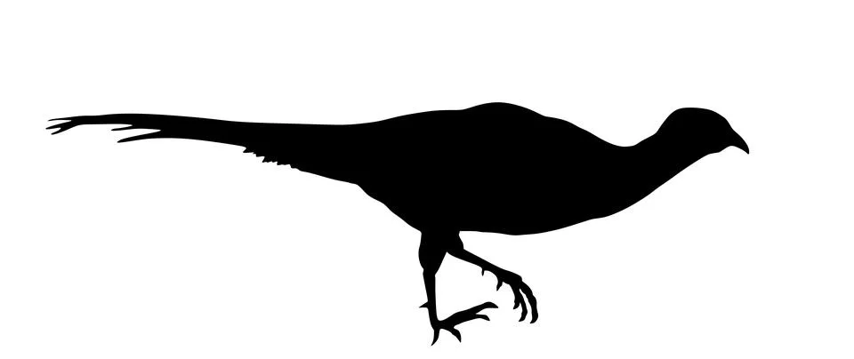Running pheasant vector silhouette illustration isolated Stock Illustration