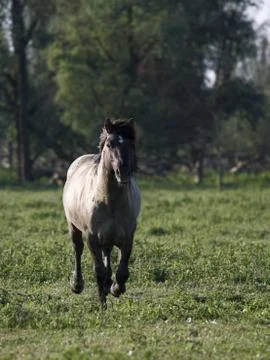 Running Stock Photos