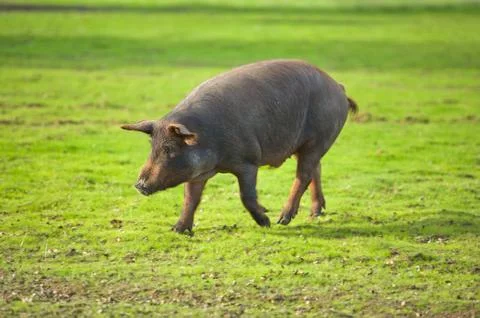Running pig Stock Photos