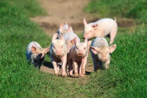 Running piglets in free range Stock Photos