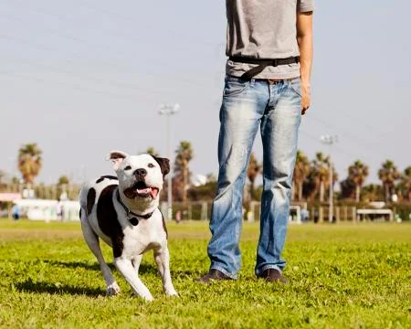 Running pitbull with dog owner at the park Stock Photos
