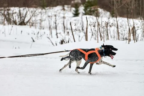 Running Pointer dog on sled dog racing Stock Photos