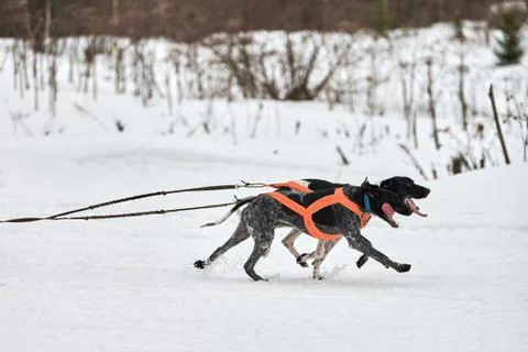 Running Pointer dog on sled dog racing Stockfoto's