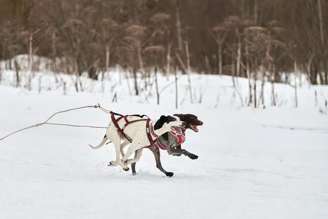 Running Pointer dog on sled dog racing Stock Photos