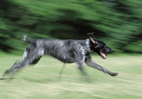 Running pointer Stock Photos