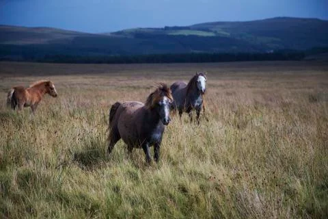 Running pony in the fields  Stock Photos