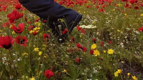 Running in the poppy Field Stock Footage 1032616