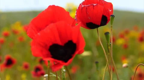 Running in the poppy Field 库存影片 1032720