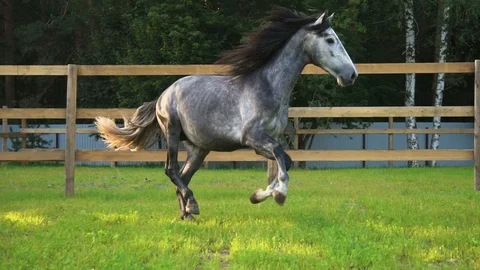 Running powerful stallion in paddock Stock Footage 116631026