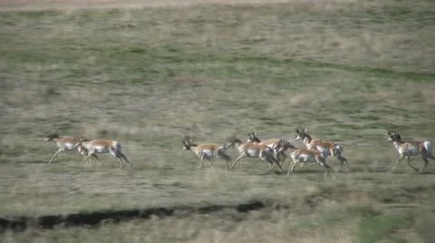 Running Pronghorns Vídeos de archivo 12592136