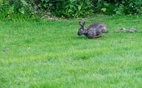 Running rabbit Stock Photos