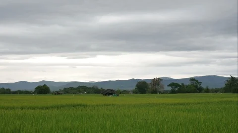 Running rainy cloud over the paddy field in the late evening Stock Footage 88329778