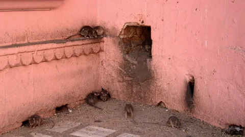 Running rats Video stock 47756307