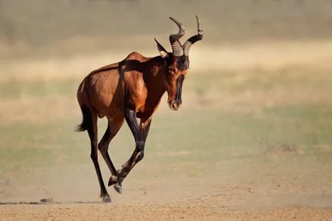 Running red hartebeest Stock Photos