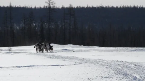 Running Reindeers 10 Video stock 35366804