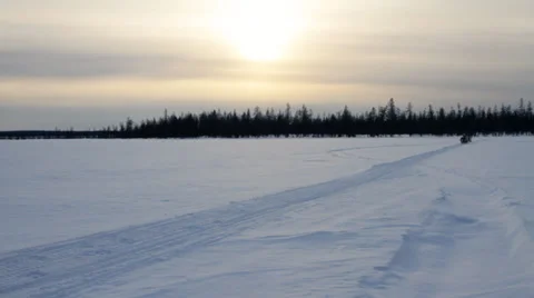 Running Reindeers 14 Stock Footage 35367546