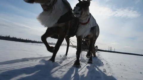 Running Reindeers 8 Stock Footage 35366756