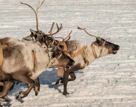 Running reindeers Stock Photos