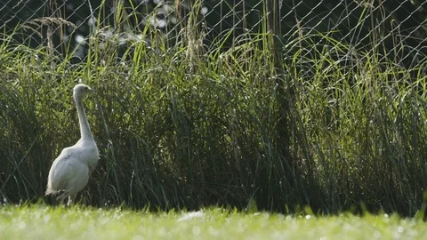 Running rheas Vídeo Stock 95980015