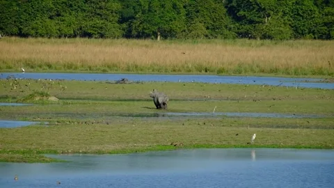Running rhino Stock Footage 307092422
