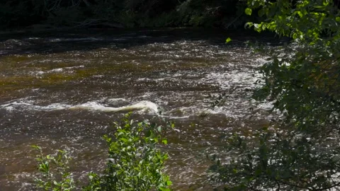 Running River downstream of a waterfall in northern Michigan Stock Footage 166117004