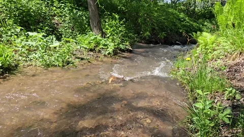 Running river. Stock Footage 288973163