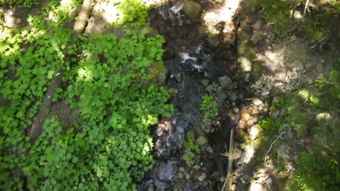 Running river in the forest Stock Footage 157411423