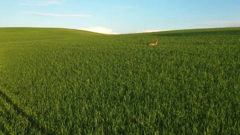 A Running Roe Deer On A Green Field. Tuscany, Moravia, Europe. Aerial View Stock Footage 128270480