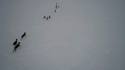 Running Roe Deer in The Snow-slow motion Видео 100226257