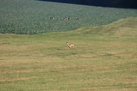 The running roe Stock Photos