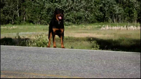 Running Rottweiler Stock Footage 25053347