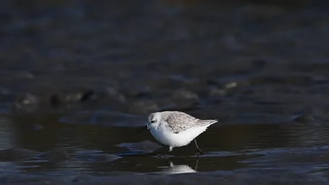A running Sanderling (slow motion) Stock Footage 333623888