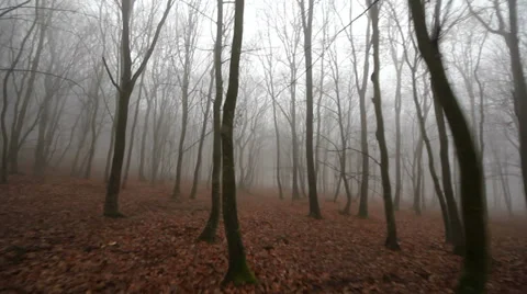 Running scared in the misty woods Stock Footage 34443616