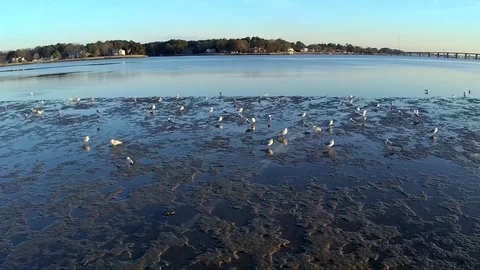 Running Seagulls Stock Footage 94582998