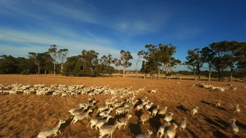 Running sheep in the field Stock Footage 243295291