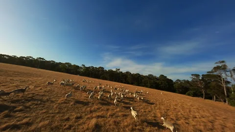 Running sheep in the field Stock Footage 243295493