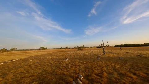 Running sheep in the field Stock Footage 265178872