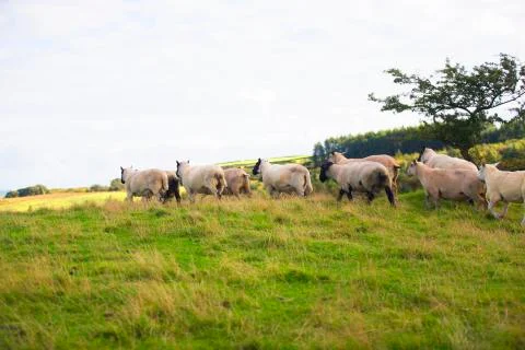 Running sheep in the fields  Stock Photos