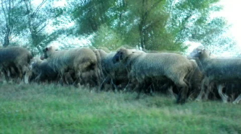 Running sheeps Stockbeeldmateriaal 526003