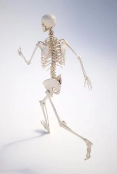 Running skeleton; artwork Stock Illustration