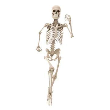 Running skeleton, artwork Stock Illustration
