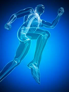 Running skeleton, artwork Stock Illustration