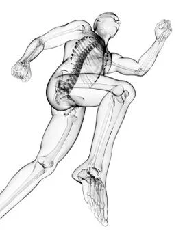 Running skeleton, artwork Stock Illustration