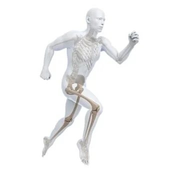 Running skeleton, artwork Stock Illustration
