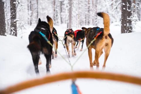 Running Sled Dogs Pulling the Sled Through the Snow Stock Photos